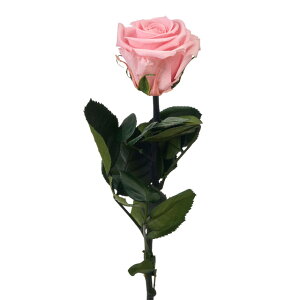 V[gXe[Yt[hXxCr[sNvU[uht[[YoMtg[TDLFL072025-007]y t[Mtg A[gt[ CeAt[ AWgt[ 