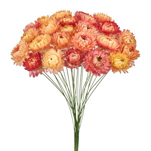 eC[tT[sNhCt[i`[TDLFD003021-006]y t[Mtg A[gt[ CeAt[ AWgt[ fBXvC z