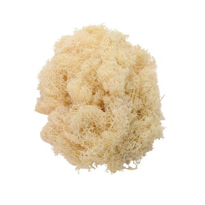 tBhX\tgCG[vU[uht[X[TDLFD004556-041]y t[Mtg A[gt[ CeAt[ AWgt[ fBXvC VRf z