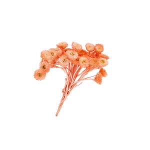 v`t[C[ewbhTS1܃hCt[ʃJ[[TDLDU000100-328]y t[Mtg A[gt[ CeAt[ AWgt[ fBXvC z