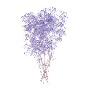 v`t[\tg~jJX~APr1܃hCt[ʃJ[[TDLDU000104-049]y t[Mtg A[gt[ CeAt[ AWgt[ fBXvC z