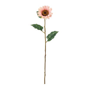 TZbgTt[Cgs[`A[eBtBVt[ԂЂ܂[TDLFM007052-006]y t[Mtg A[gt[ CeAt[ AWgt[ fBXvC