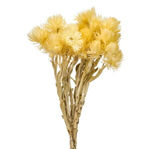 Vo[f[W[~jN[hCt[J[[TDLFD004441-041]y t[Mtg A[gt[ CeAt[ AWgt[ fBXvC z