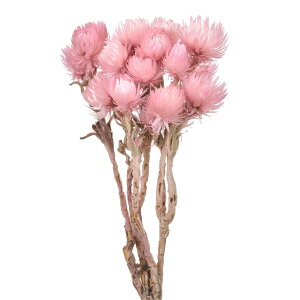 Vo[f[W[~jsNLfB[hCt[J[[TDLFD004441-063]y t[Mtg A[gt[ CeAt[ AWgt[ fBXvC z