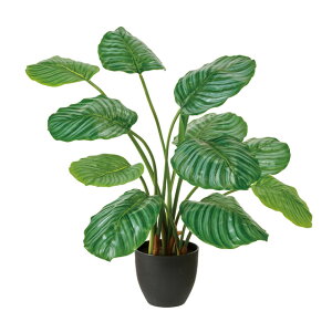 JeAIrtHA|bg [TDLFG000806]  lHϗtA tFCNO[ tFCNt[ A[eBVt[ CeA fR[V  Cxg t[AW