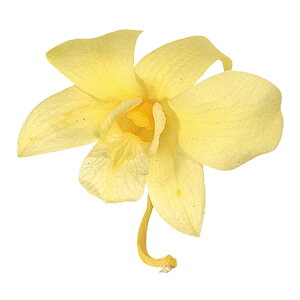 ft@[jOCG[8֓vU[uht[ft@[TDLDO002390-500]y t[Mtg A[gt[ CeAt[ AWgt[ fBXvC VRf 