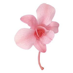 ft@sN8֓vU[uht[ft@[TDLDO002390-100]y t[Mtg A[gt[ CeAt[ AWgt[ fBXvC VRf z