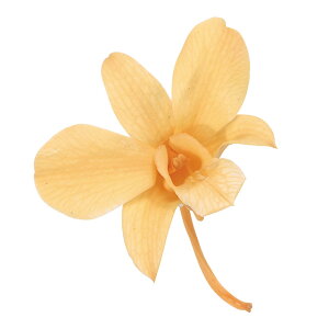 ft@WAIW8֓vU[uht[ft@[TDLDO002390-361]y t[Mtg A[gt[ CeAt[ AWgt[ fBXvC VRf z