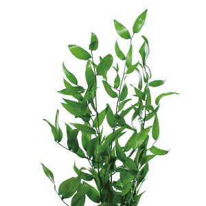 C^AXJXCO[vU[uht[[t[TDLDO003910-700]y t[Mtg A[gt[ CeAt[ AWgt[ fBXvC VRf z