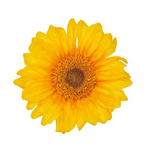 q}CG[2֓vU[uht[Ђ܂[TDLDO005430-500]y t[Mtg A[gt[ CeAt[ AWgt[ fBXvC VRf z