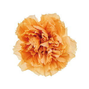 J[l[VEXtIW8֓vU[uht[J[l[V[TDLDO002182-350]y t[Mtg A[gt[ CeAt[ AWgt[ fBXvC V