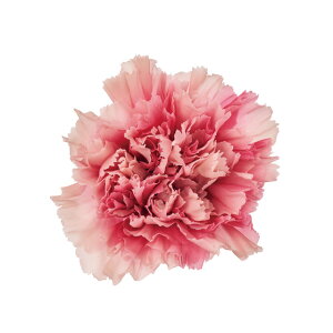 J[l[VEXtNEhsN8֓vU[uht[J[l[V[TDLDO002182-190]y t[Mtg A[gt[ CeAt[ AWgt[ fBXv