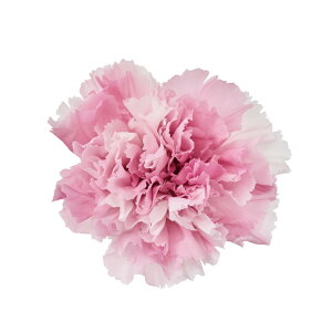 J[l[VEXtx[sN8֓vU[uht[J[l[V[TDLDO002182-150]y t[Mtg A[gt[ CeAt[ AWgt[ fBXv