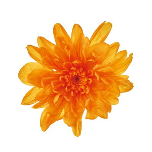 ƂˋeIW6֓vU[uht[}e[TDLDO004790-350]y t[Mtg A[gt[ CeAt[ AWgt[ fBXvC VRf z