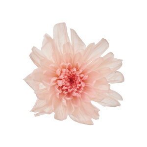 ƂˋesN[Y6֓vU[uht[}e[TDLDO004790-203]y t[Mtg A[gt[ CeAt[ AWgt[ fBXvC VRf z