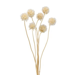 XeN[QItzCgvU[uht[[TDLDO036100-011]y t[Mtg A[gt[ CeAt[ AWgt[ fBXvC VRf z