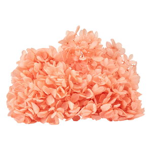 s~bhAWTCEwbht[eBIW2֓vU[uht[AWTC[TDLDO001510-351]y t[Mtg A[gt[ CeAt[ AWgt[ fBX