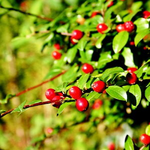 RglAX^[ yX 100|bgZbg