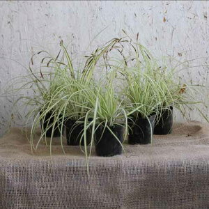 JbNX Go[S[h 20|bgZbg