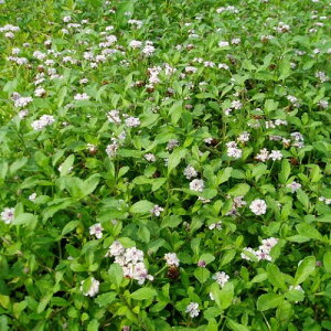 �q���C���_���\�E 80�|�b�g�Z�b�g