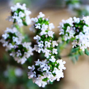 コモンタイム 40ポットセット