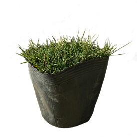 高麗芝 ポット苗 10ポットセット