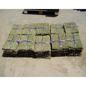 苗 姫高麗芝の人気商品 通販 価格比較 価格 Com 苗 姫高麗芝の人気商品 通販 価格比較 価格 Com