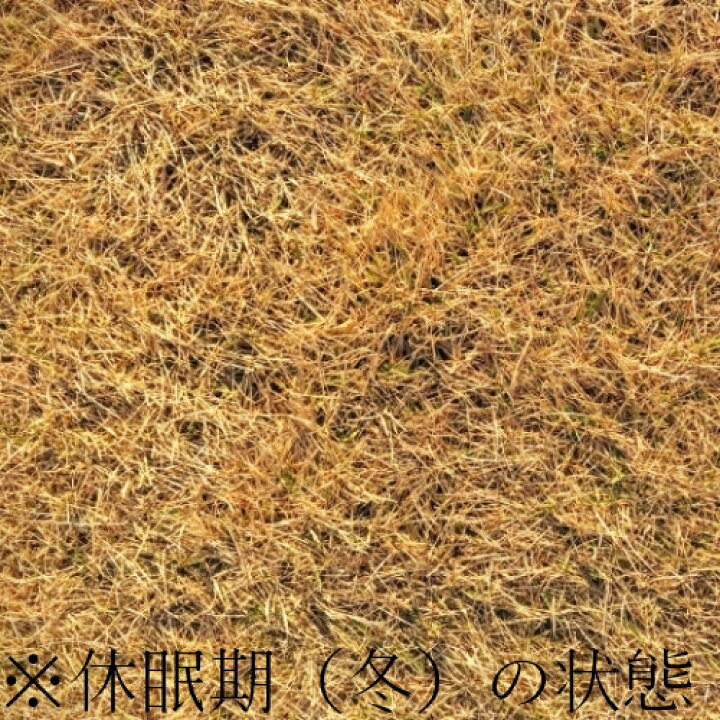 楽天市場】姫高麗芝 20束セット : 相馬グリーン