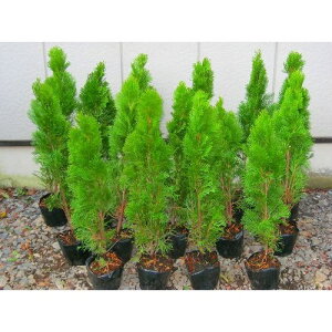 エメラルド コニファー 盆栽 植木の人気商品 通販 価格比較 価格 Com