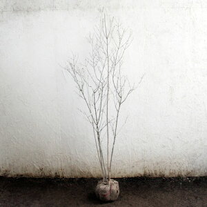 オトコヨウゾメ 株立ち 樹高1.8〜2.0m前後(根鉢含まず) 単品