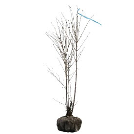 ウグイスカグラ 株立ち 樹高1.2〜1.5m前後(根鉢含まず) 単品