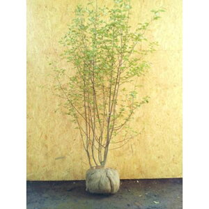 EWmL  2.5mO(܂܂) PimgbNzBiɂA錧푍s甼a30km̂ݑΉ\łBKmF̏ゲBn