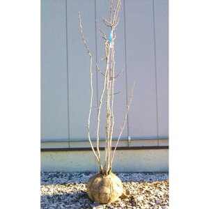コブシ 株立ち 樹高1.5〜1.8m前後(根鉢含まず) 単品
