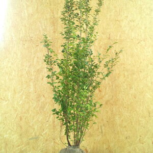VmL  1.8`2.0mO(܂܂) Pi