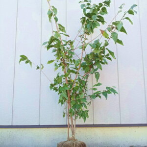 ロウバイ 株立ち 樹高1.8〜2.0m前後(根鉢含まず) 単品