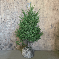 楽天市場】もみの木 トウヒ（植木｜ガーデニング・農業）：花