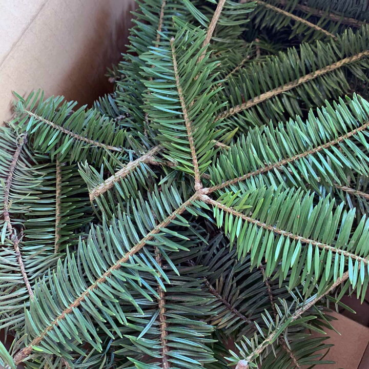 1500円 激安超安値 もみの木 ウラジロモミ 樹高70 80cm前後 根鉢