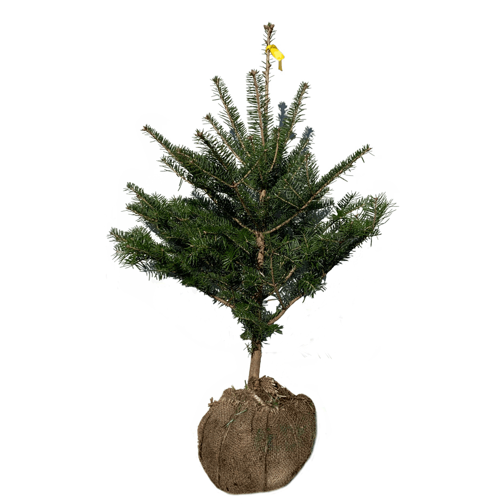 常緑 植木 庭木 シンボルツリー 往復送料無料 クリスマスツリー 期間限定で特別価格 ウラジロモミ 根鉢含まず もみの木 単品 樹高70～80cm前後