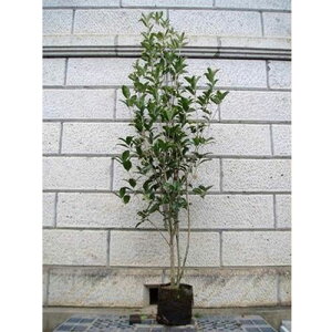 MNZC P 1.8`2.0mO(܂܂) Pi