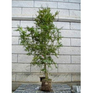 カヤ 樹高1.8〜2.0m前後(根鉢含まず) 単品