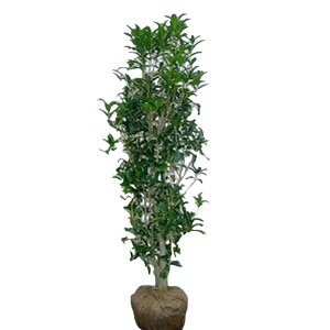 キンモクセイ 盆栽 植木の人気商品 通販 価格比較 価格 Com