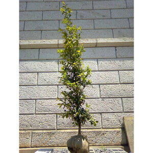 TJL 1.8`2.0mO(܂܂) Pi