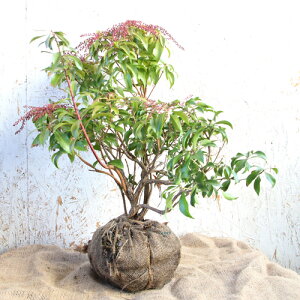 植木 盆栽 アセビ 植木 盆栽の人気商品 通販 価格比較 価格 Com
