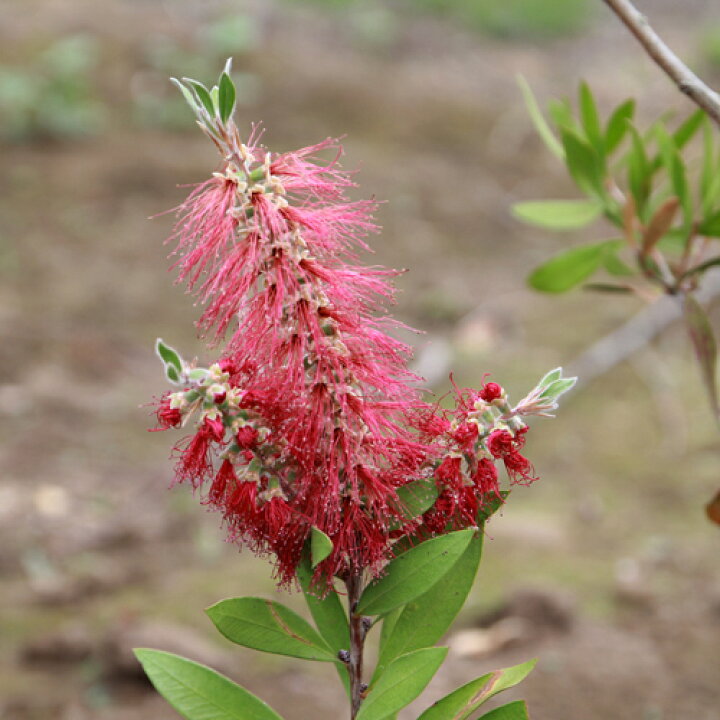 1500円 激安超安値 もみの木 ウラジロモミ 樹高70 80cm前後 根鉢