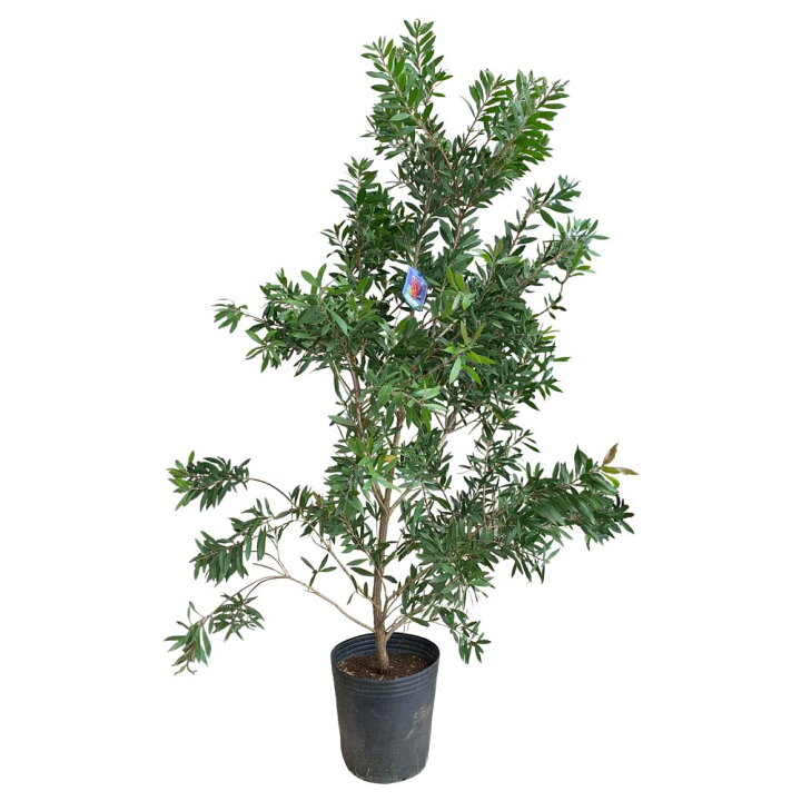 1500円 激安超安値 もみの木 ウラジロモミ 樹高70 80cm前後 根鉢