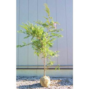 qmL P 1.8`2.0mO(܂܂) Pi