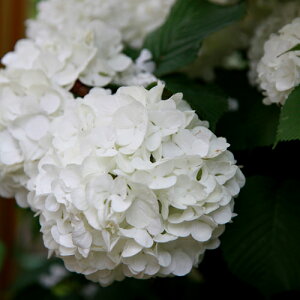 オオデマリ 樹高30cm前後 10ポットセット