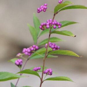 RTL 30`50cmO 20|bgZbg