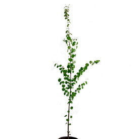 カツラ 単木 樹高1.8〜2.0m前後(根鉢含まず) 単品