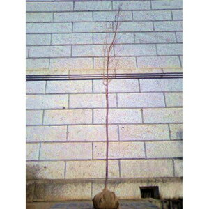 TN ފ (RqK) 1.8`2.0mO(܂܂) Pi